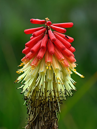 Kniphofia uveria  TORCH LILY 9059422z
