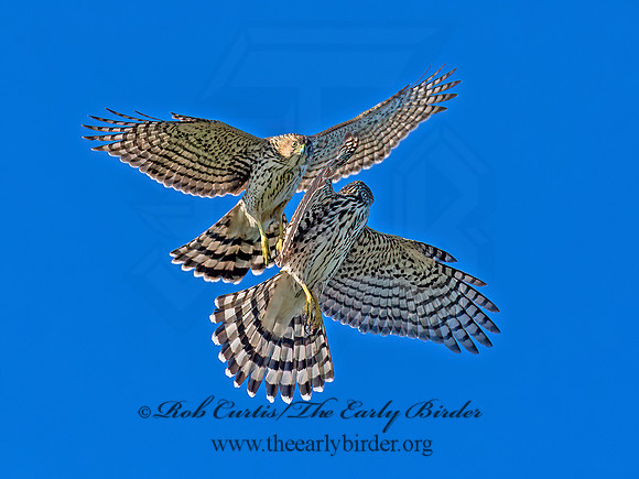 Accipiter cooperii  COOPER'S HAWK 6041399z