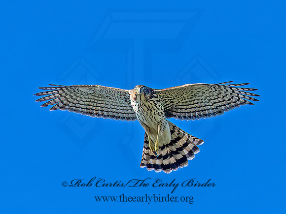 Accipiter cooperii  COOPER'S HAWK 6041404z