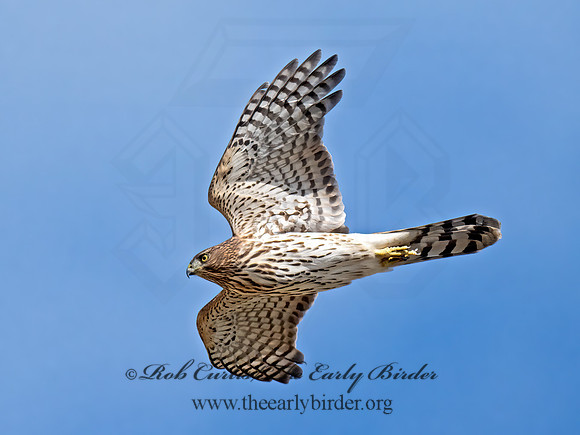 Accipiter cooperii  COOPER'S HAWK 9070375z