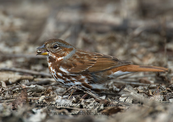 Passerella iliaca  FOX SPARROW 6001969z