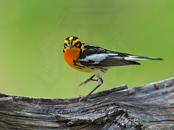 Setophaga fusca  BLACKBURNIAN WARBLER 9010692z