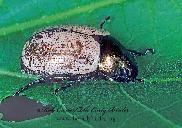 Anomala cupricollis  LEAF CHAFER SCARAB 203228 z