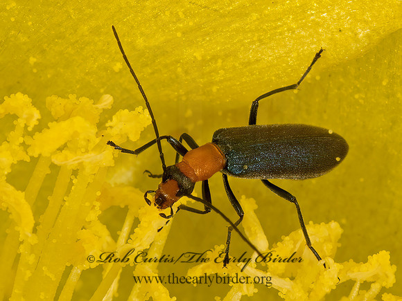 Heliocis repanda  FALSE BLISTER BEETLE 3035861z