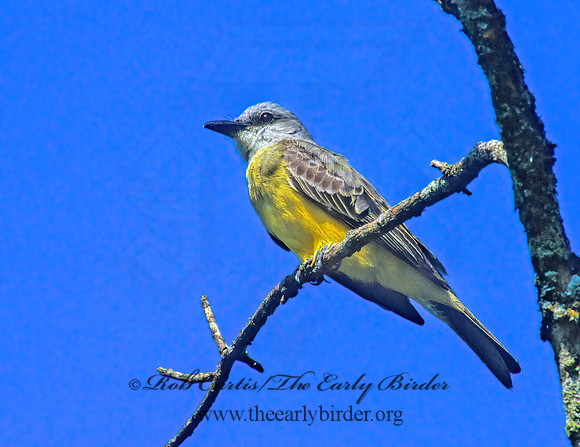 Tyrannus melancholicus  TROPICAL KINGBIRD 205812z