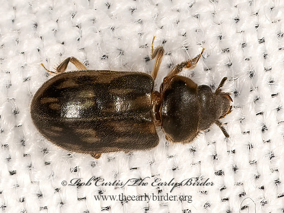 Heterocerus  VARIEGATED MUD-LOVING BEETLE 3041642z