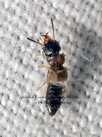 Anotylus insignitus OXYTELINI ROVE BEETLE 9082364z
