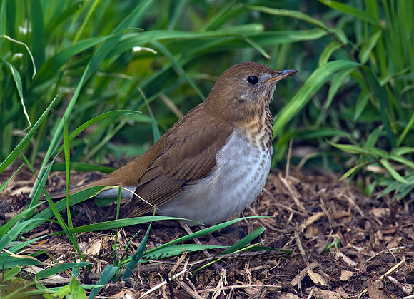 Catharus fuscescens  VEERY 8003658z