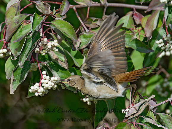 Catharus guttatus  HERMIT THRUSH 9015561z