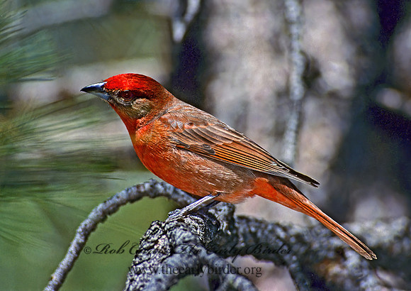 Piranga flava  HEPATIC TANAGER 74912z
