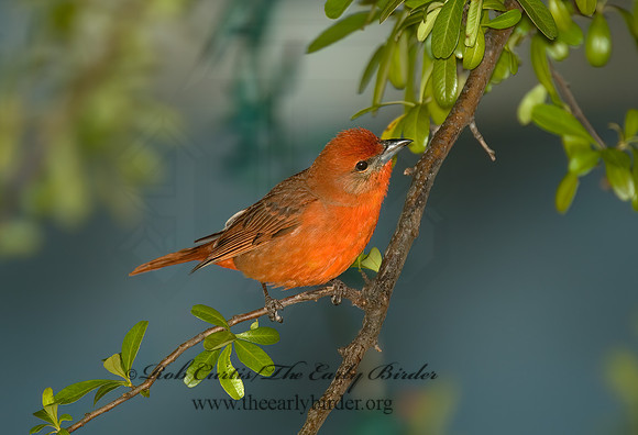 Piranga flava  HEPATIC TANAGER 5005804z