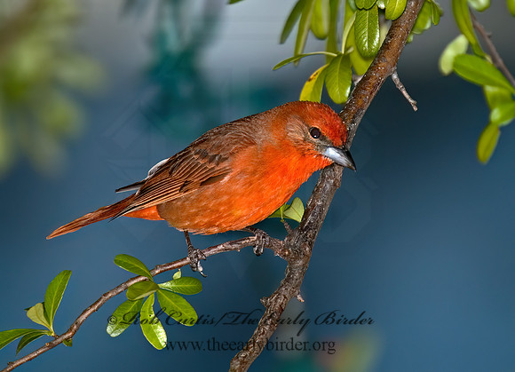 Piranga flava  HEPATIC TANAGER 5005805z