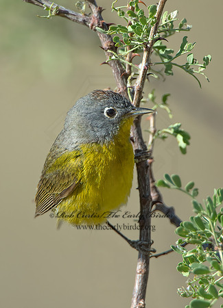 Oreothlypis ruficapilla  NASHVILLE WARBLER 9056607z