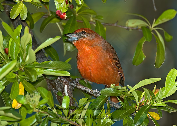 Piranga flava  HEPATIC TANAGER 5005918z