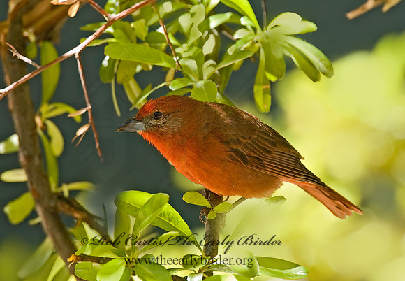 Piranga flava  HEPATIC TANAGER 5005928z