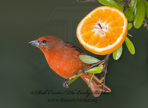 Piranga flava  HEPATIC TANAGER 5005936z