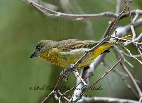 Piranga flava  HEPATIC TANAGER 5006047z