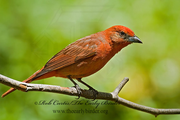 Piranga flava  HEPATIC TANAGER 5005944z