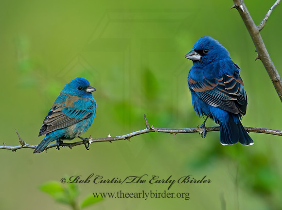 Passerina cyanea  INDIGO BUNTING 7002307-1z