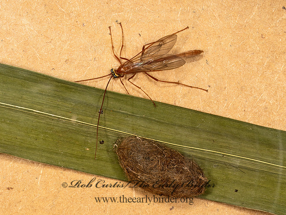 Enicospilus americanus grp  OPHIONINAE ICHNEUMON 9069354z