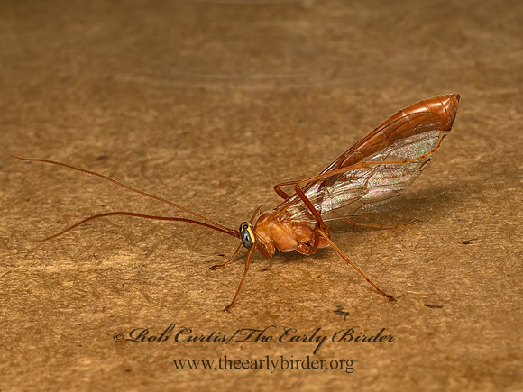 Enicospilus americanus grp  OPHIONINAE ICHNEUMON 9069357z