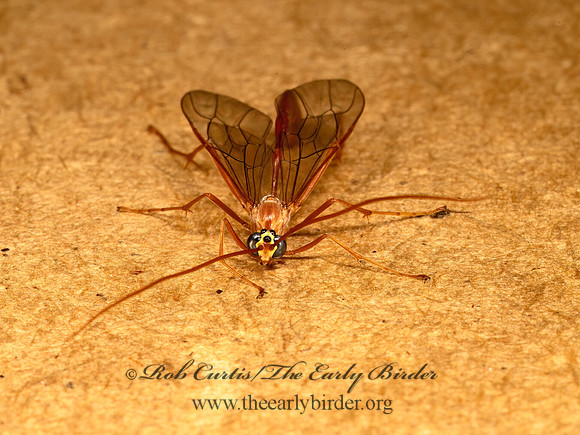 Enicospilus americanus grp  OPHIONINAE ICHNEUMON 9069356z