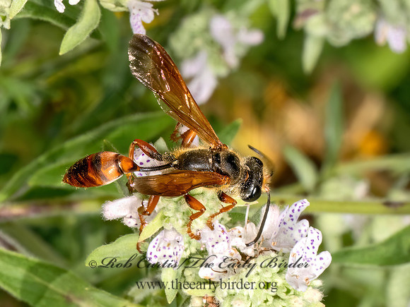 Isodontia elegans  GRASS-CARRYING WASP 9069219z