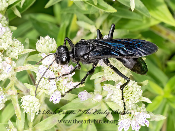 Sphex pennsylvanicus  GREAT BLACK WASP 9069238z