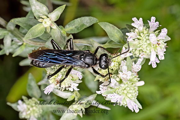 Sphex pennsylvanicus  GREAT BLACK WASP 9069239z