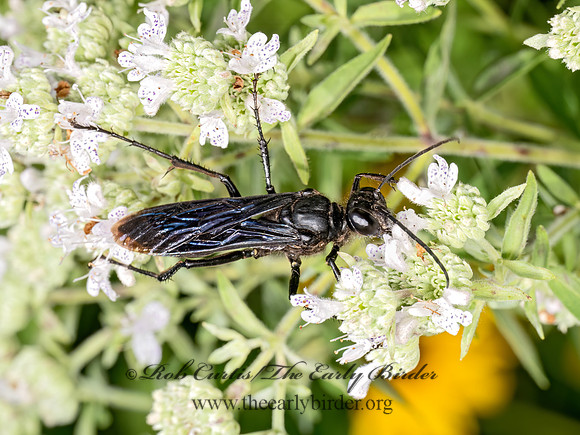 Sphex pennsylvanicus  GREAT BLACK WASP 9069217z