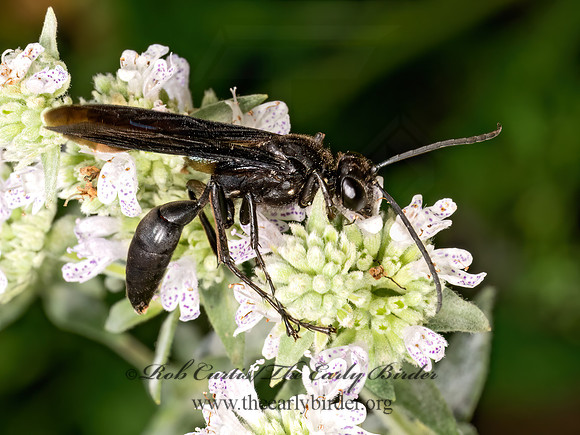 Sphex pennsylvanicus  GREAT BLACK WASP 9069245z