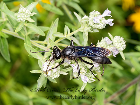 Sphex pennsylvanicus  GREAT BLACK WASP 9069236z