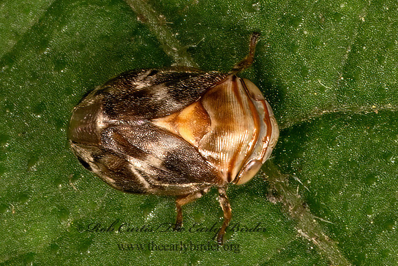 Clastoptera obtusa ALDER SPITTLEBUG 9069048z
