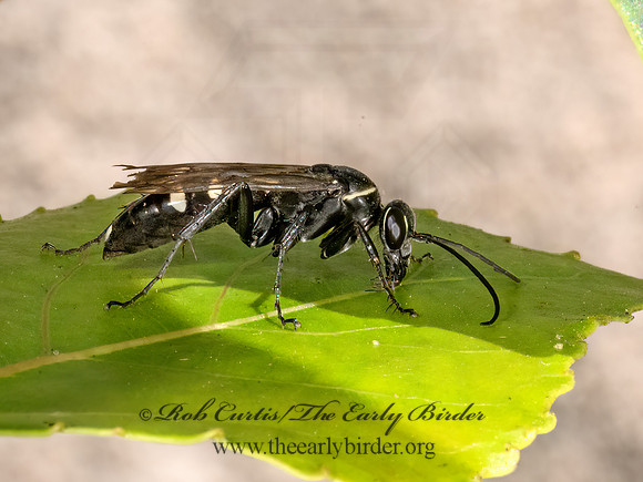 Episyron quinquenotatus POMPILINI SPIDER WASP 9069522z
