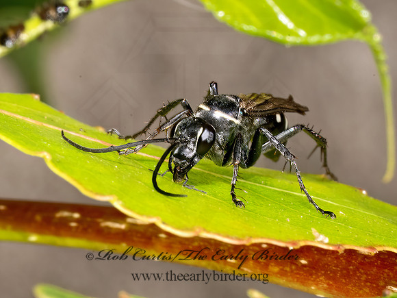 Episyron quinquenotatus POMPILINI SPIDER WASP 9069523z