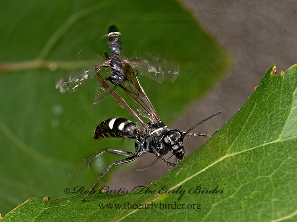 Episyron quinquenotatus POMPILINI SPIDER WASP 9069524z