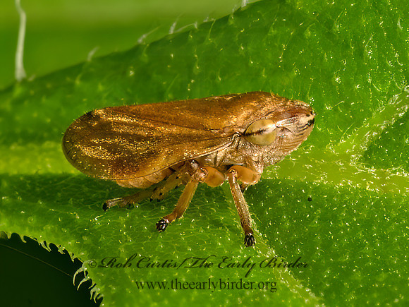 Philaenus spumarius  MEADOW SPITTLEBUG 9069058z