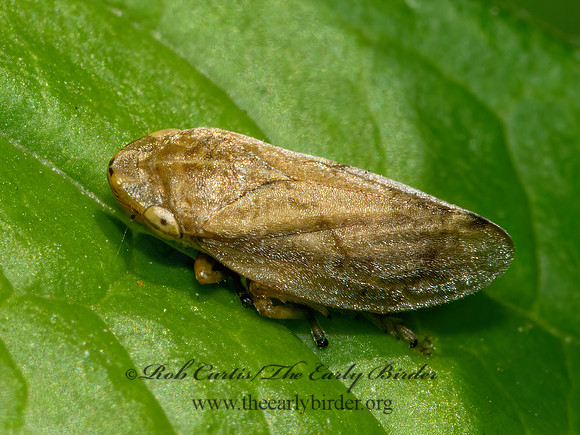 Philaenus spumarius  MEADOW SPITTLEBUG 9068900z