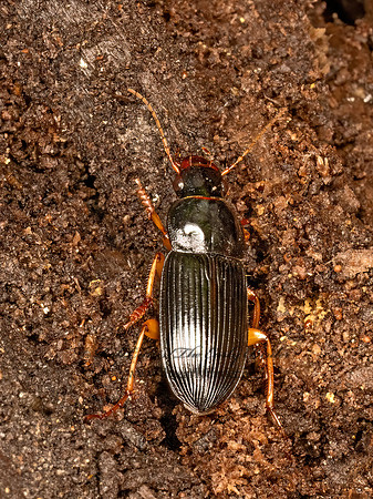 Harpalus pensylvanicus  DINGY GROUND BEETLE 9069154z