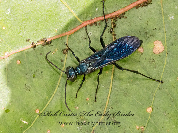 Chalybion californicum  BLUE MUD WASP 3042479z