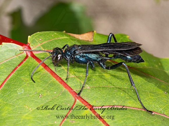 Chalybion californicum  BLUE MUD DAUBER 9069500z