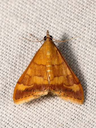 Pyrausta pseudonythesalis CRAMBID MOTH 3040154z