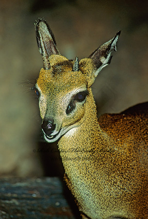 Oreotragus oreotragus  KLIPSPRINGER 119112z