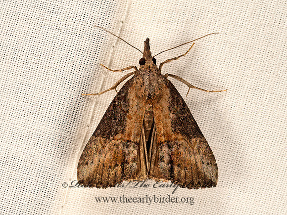 Hypena scabra  GREEN CLOVERWORM MOTH 9048565z