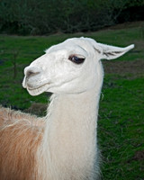 Lama glama  LLAMA 8019927z