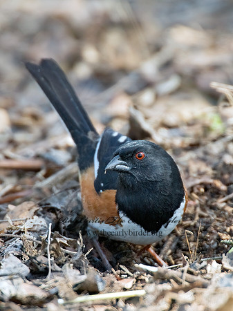 Pipilo erythrophthalmus  EASTERN TOWHEE 6003079z