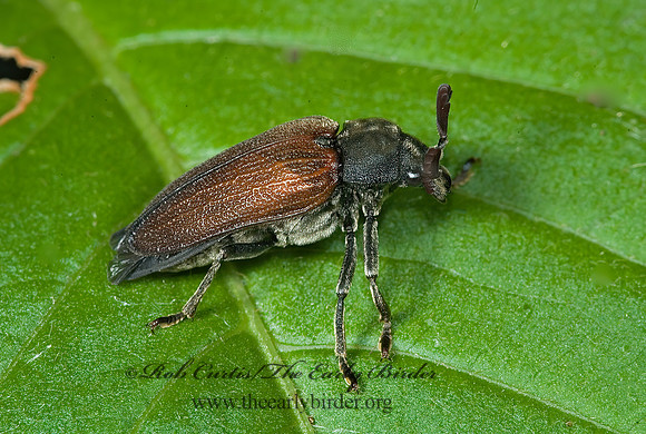 Sandalus niger  CEDAR BEETLE 5013038~z