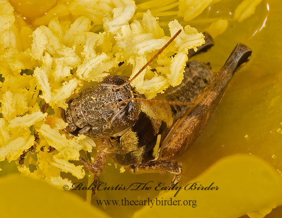 Paraidemona  SPUR-THROATED GRASSHOPPER  3035770z