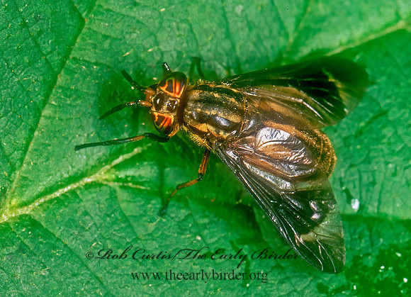 Chrysops hinei  DEER FLY 285335z