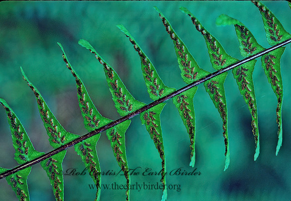 Asplenium platyneuron  EBONY SPLEENWORT 168604z